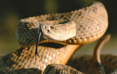 A PRAYER FOR RATTLESNAKES!