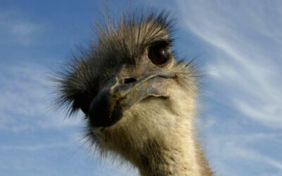 IS YOUR HEAD IN THE SAND?