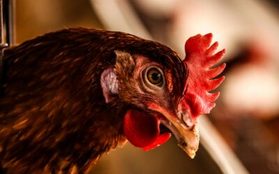 REFUSE TO BE LIKE MR. CHICKEN