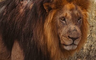 2 Kings 19:6 Don’t Fear Words