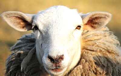 Eye Has Not Seen and Ear Has Not Heard