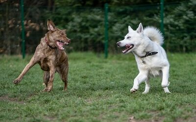 Esther 3:8 There Is An Enemy