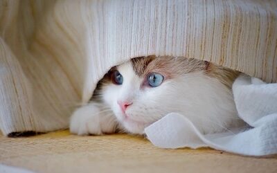 Watch Out for Temptation